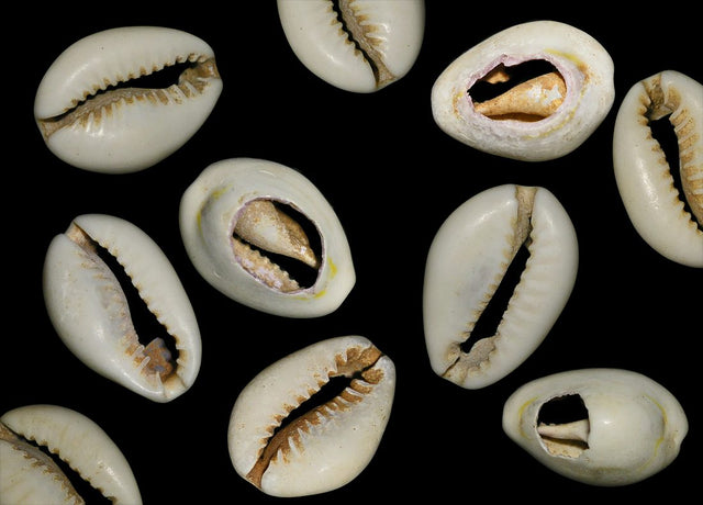 COWRIE-SHELLS West African shell money(C)